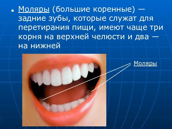 Моляры (большие коренные) — задние зубы, которые служат для перетирания