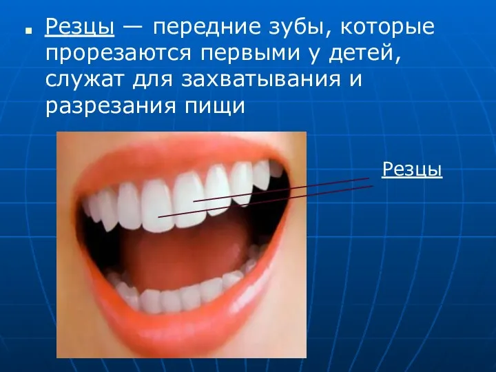 Резцы — передние зубы, которые прорезаются первыми у детей, служат для захватывания и разрезания пищи Резцы