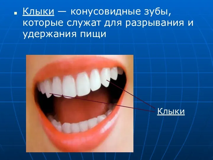 Клыки — конусовидные зубы, которые служат для разрывания и удержания пищи Клыки