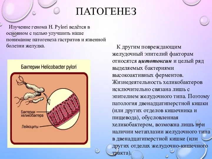 ПАТОГЕНЕЗ Изучение генома H. Pylori ведётся в основном с целью