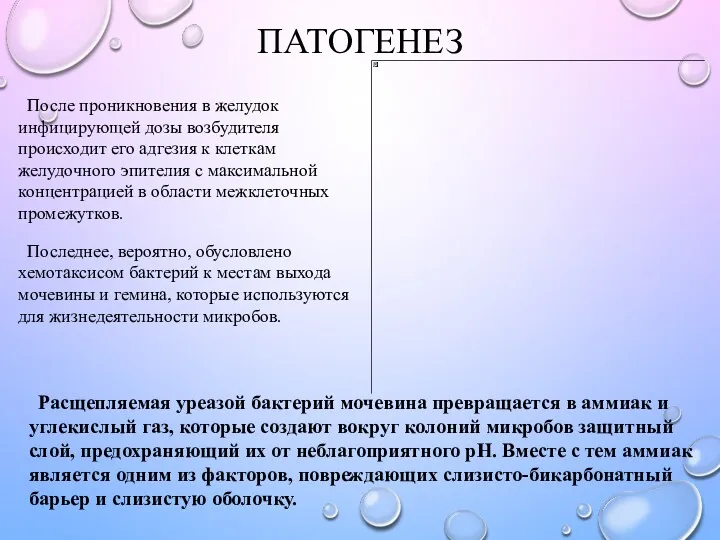 ПАТОГЕНЕЗ После проникновения в желудок инфицирующей дозы возбудителя происходит его