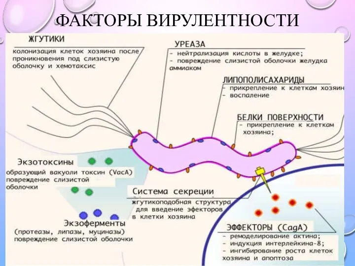 ФАКТОРЫ ВИРУЛЕНТНОСТИ