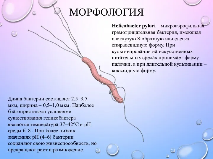 МОРФОЛОГИЯ Длина бактерии составляет 2,5–3,5 мкм, ширина – 0,5–1,0 мкм.