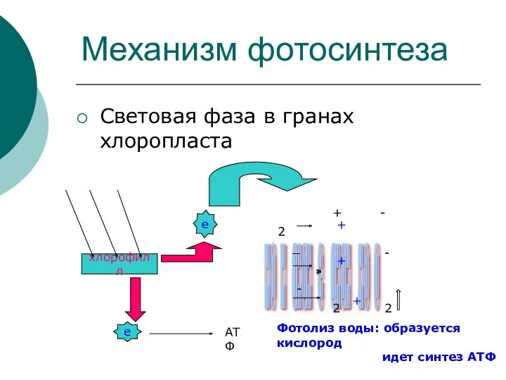 Механизм фотосинтеза Световая фаза в гранах хлоропласта хлорофилл е е