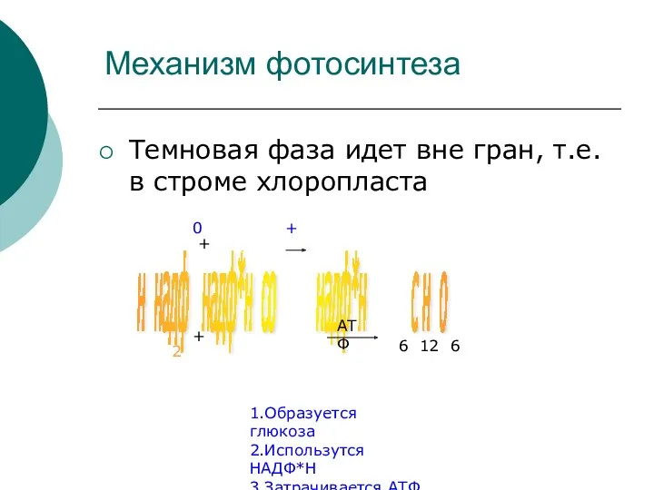 Механизм фотосинтеза Темновая фаза идет вне гран, т.е. в строме