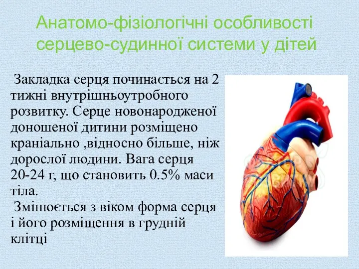 Анатомо-фізіологічні особливості серцево-судинної системи у дітей Закладка серця починається на
