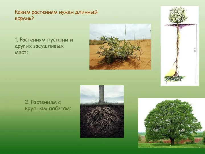 Каким растениям нужен длинный корень? 1. Растениям пустыни и других