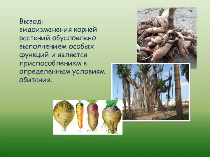Вывод: видоизменения корней растений обусловлено выполнением особых функций и является приспособлением к определённым условиям обитания.