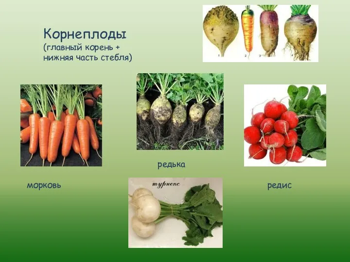 Корнеплоды (главный корень + нижняя часть стебля) морковь редис редька