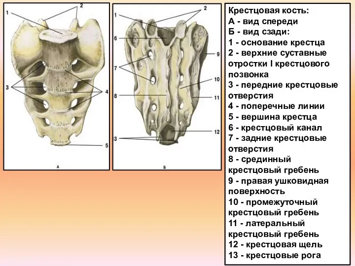 Крестцовая кость: А - вид спереди Б - вид сзади: 1 - основание