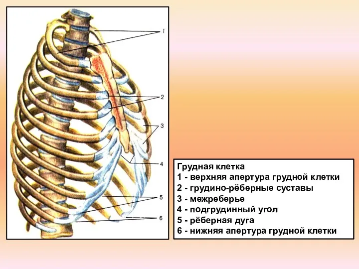 Грудная клетка 1 - верхняя апертура грудной клетки 2 - грудино-рёберные суставы 3