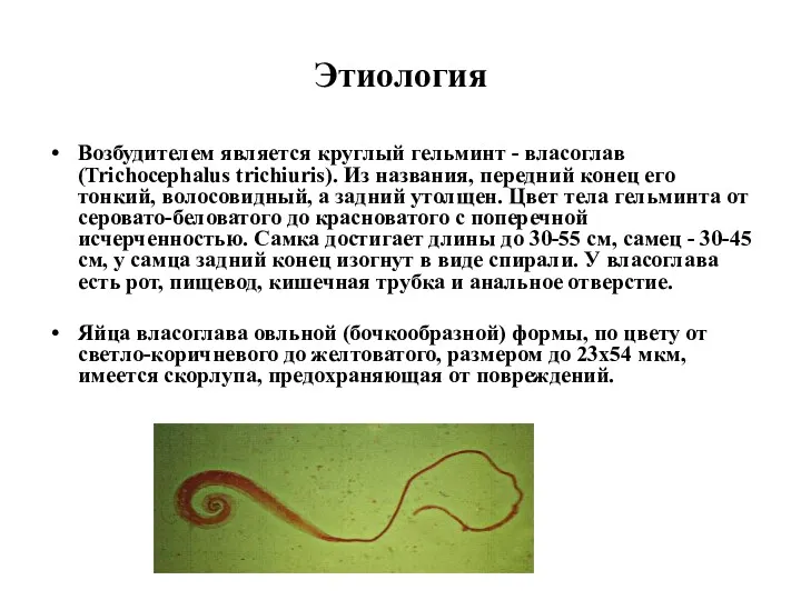 Этиология Возбудителем является круглый гельминт - власоглав (Trichocephalus trichiuris). Из
