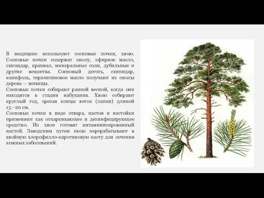 В медицине используют сосновые почки, хвою. Сосновые почки содержат смолу,