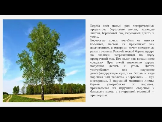 Береза дает целый ряд лекарственных продуктов: березовые почки, молодые листья,