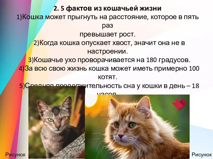 2. 5 фактов из кошачьей жизни 1)Кошка может прыгнуть на