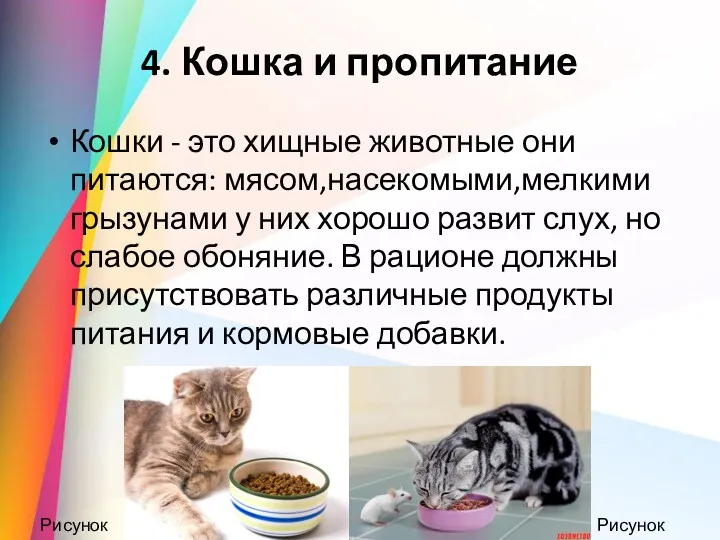 4. Кошка и пропитание Кошки - это хищные животные они
