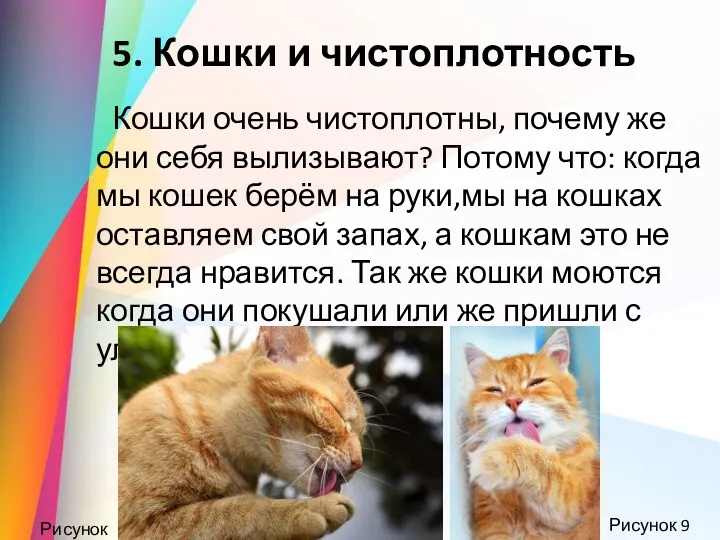 5. Кошки и чистоплотность Кошки очень чистоплотны, почему же они