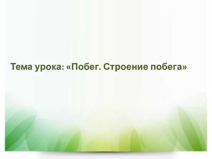 Тема урока: «Побег. Строение побега»