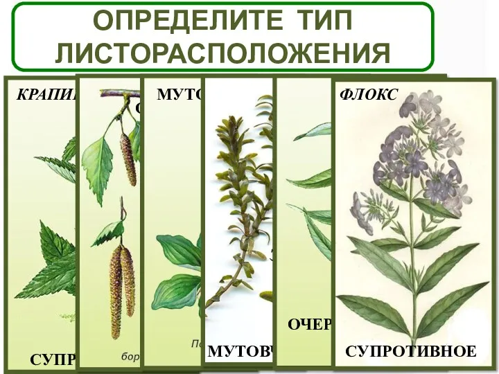 ОПРЕДЕЛИТЕ ТИП ЛИСТОРАСПОЛОЖЕНИЯ СУПРОТИВНОЕ ОЧЕРЁДНОЕ МУТОВЧАТОЕ МУТОВЧАТОЕ ОЧЕРЁДНОЕ СУПРОТИВНОЕ