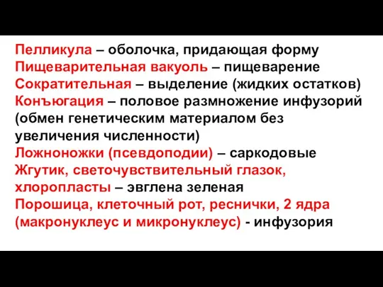 Пелликула – оболочка, придающая форму Пищеварительная вакуоль – пищеварение Сократительная