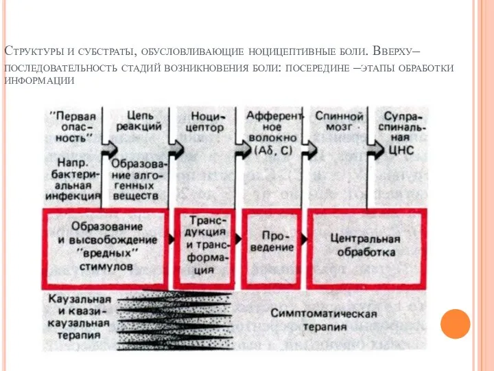 Структуры и субстраты, обусловливающие ноцицептивные боли. Вверху–последовательность стадий возникновения боли: посередине –этапы обработки информации