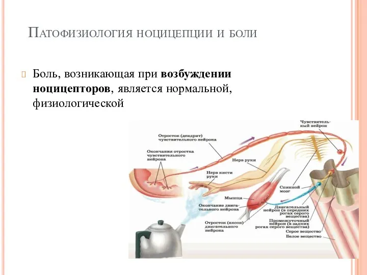 Патофизиология ноцицепции и боли Боль, возникающая при возбуждении ноцицепторов, является нормальной, физиологической