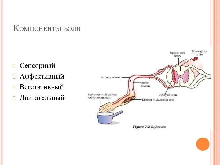 Компоненты боли Сенсорный Аффективный Вегетативный Двигательный