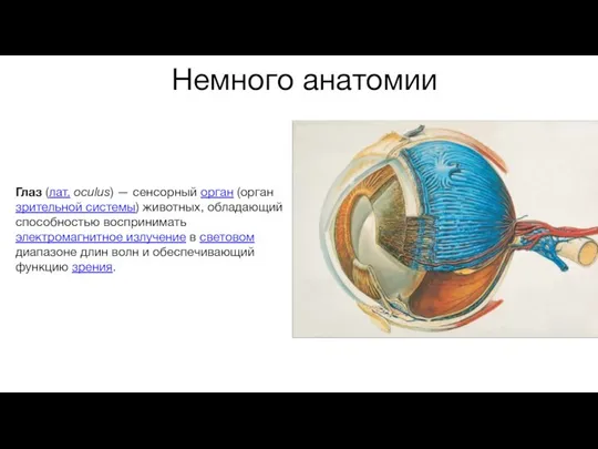 Немного анатомии Глаз (лат. oculus) — сенсорный орган (орган зрительной системы) животных, обладающий