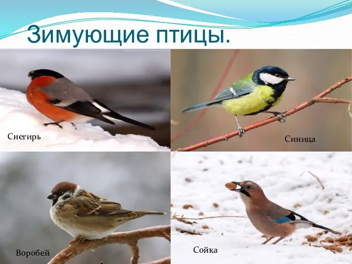 Зимующие птицы. Снегирь Синица Воробей Сойка