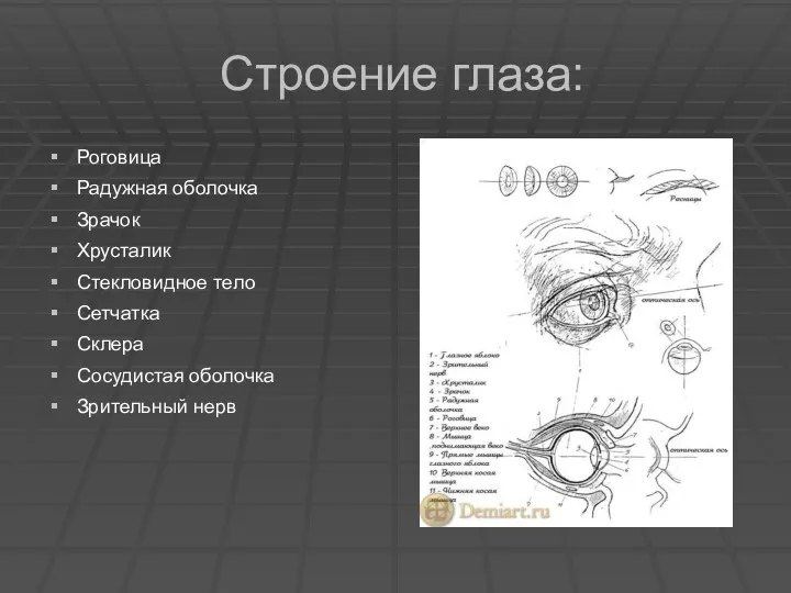 Строение глаза: Роговица Радужная оболочка Зрачок Хрусталик Стекловидное тело Сетчатка Склера Сосудистая оболочка Зрительный нерв