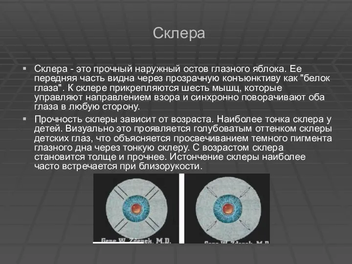 Склера Склера - это прочный наружный остов глазного яблока. Ее