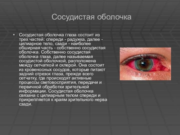 Сосудистая оболочка Сосудистая оболочка глаза состоит из трех частей: спереди
