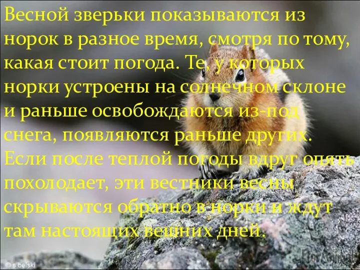 Весной зверьки показываются из норок в разное время, смотря по тому, какая стоит