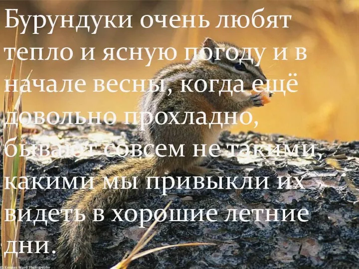 Бурундуки очень любят тепло и ясную погоду и в начале весны, когда ещё