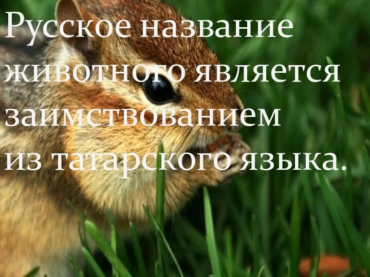 Русское название животного является заимствованием из татарского языка.