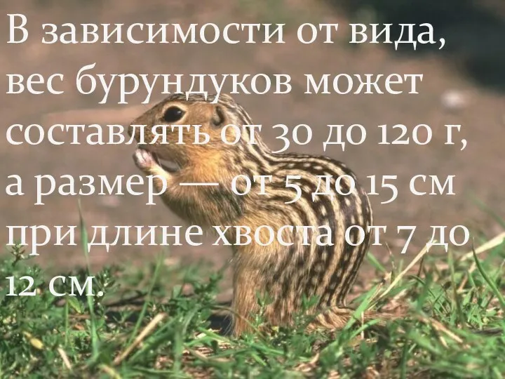 В зависимости от вида, вес бурундуков может составлять от 30 до 120 г,