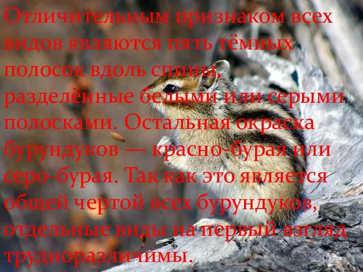 Отличительным признаком всех видов являются пять тёмных полосок вдоль спины, разделённые белыми или