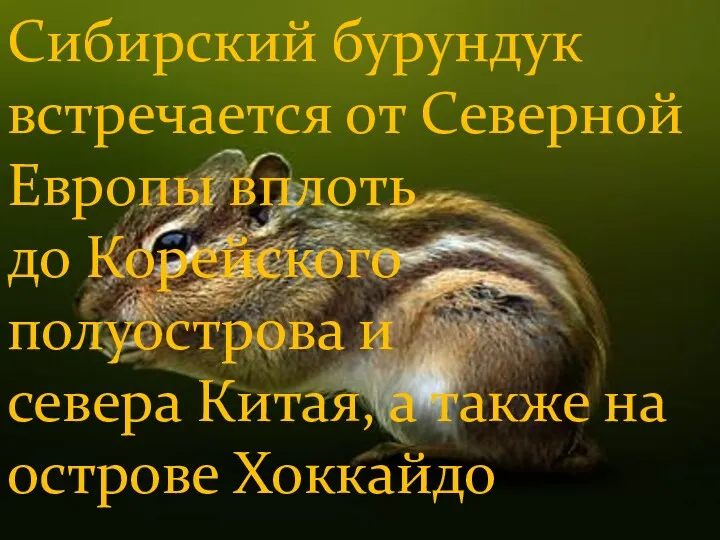 Сибирский бурундук встречается от Северной Европы вплоть до Корейского полуострова и севера Китая,