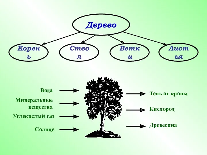 Дерево Корень Ствол Ветки Листья Тень от кроны Кислород Древесина Солнце Углекислый газ Минеральные вещества Вода