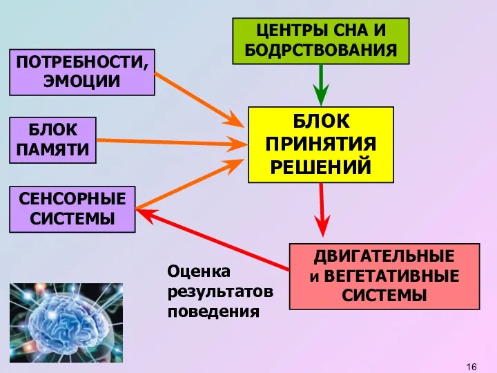 БЛОК ПРИНЯТИЯ РЕШЕНИЙ ПОТРЕБНОСТИ, ЭМОЦИИ БЛОК ПАМЯТИ СЕНСОРНЫЕ СИСТЕМЫ