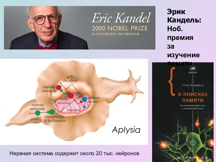 Aplysia Нервная система содержит около 20 тыс. нейронов Эрик Кандель: Ноб. премия за изучение памяти