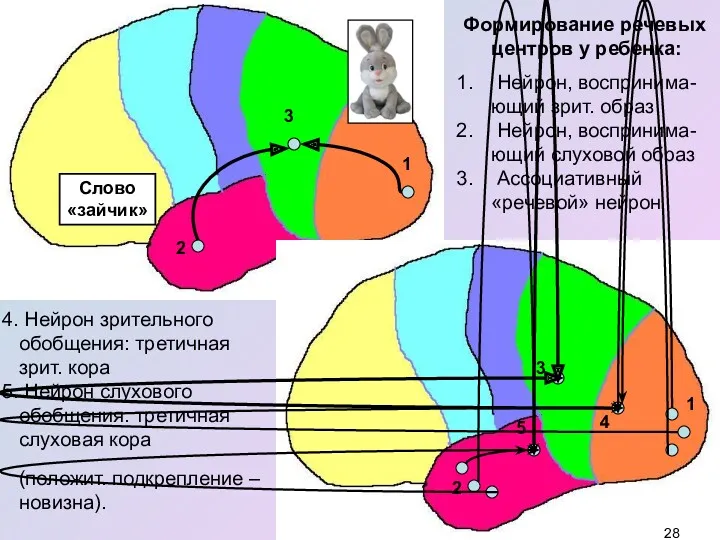 2 1 3 Формирование речевых центров у ребенка: Нейрон, воспринима-ющий