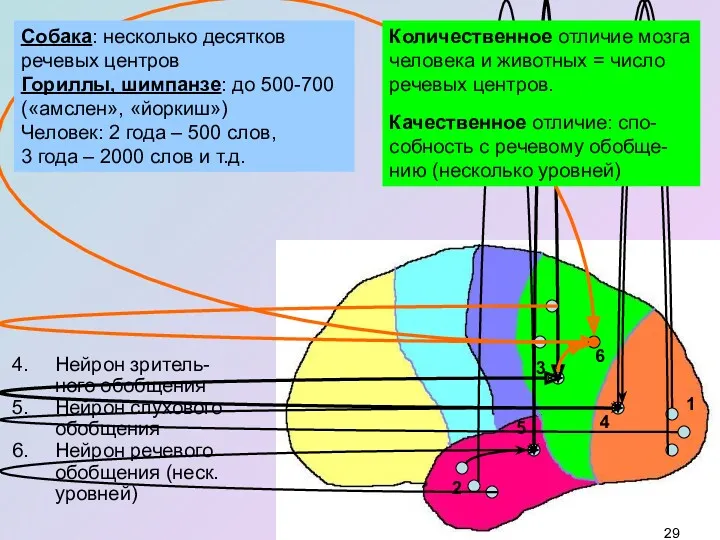 Нейрон зритель-ного обобщения Нейрон слухового обобщения Нейрон речевого обобщения (неск. уровней) Количественное отличие