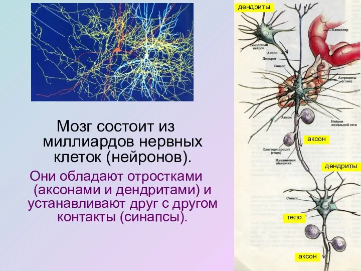 Мозг состоит из миллиардов нервных клеток (нейронов). Они обладают отростками (аксонами и дендритами)