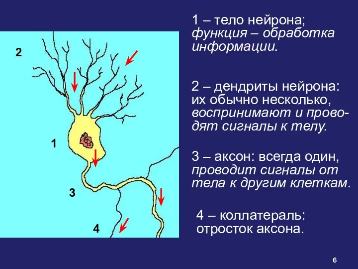 1 – тело нейрона; функция – обработка информации. 2 –