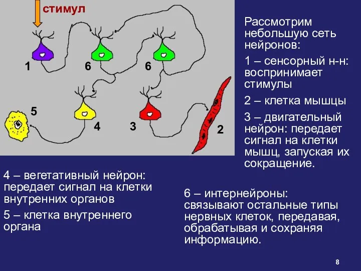 Рассмотрим небольшую сеть нейронов: 1 – сенсорный н-н: воспринимает стимулы