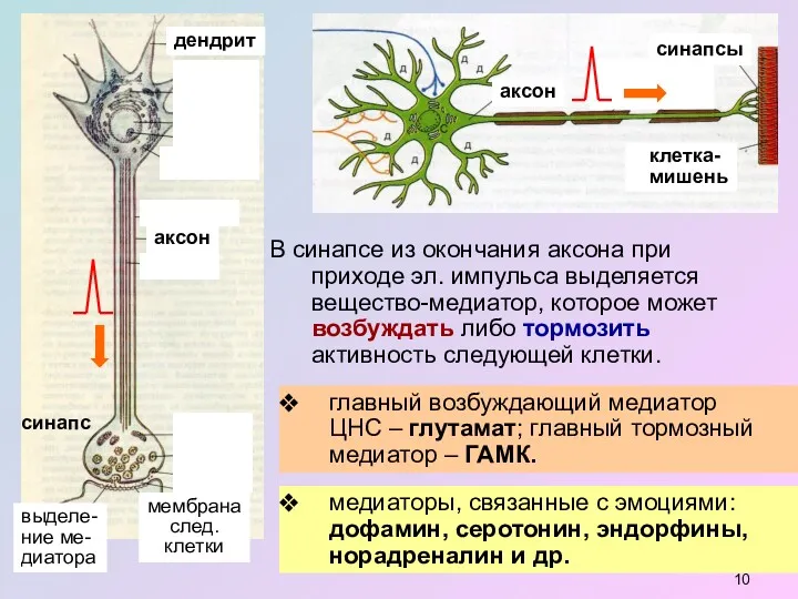 В синапсе из окончания аксона при приходе эл. импульса выделяется вещество-медиатор, которое может