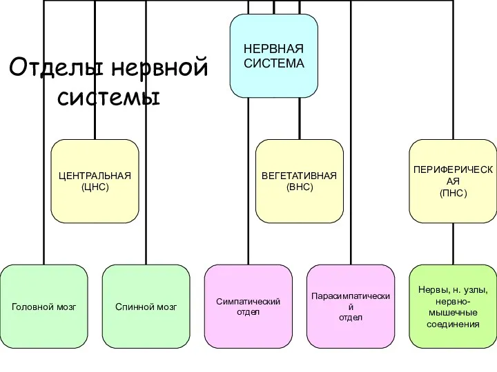 Отделы нервной системы