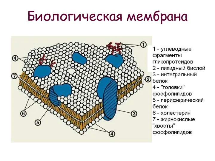 Биологическая мембрана