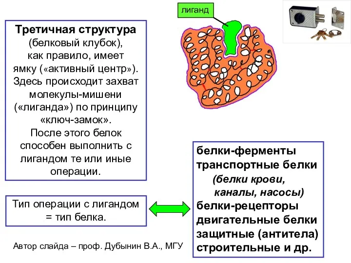 Третичная структура (белковый клубок), как правило, имеет ямку («активный центр»).